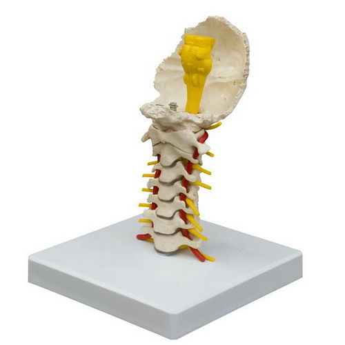 Modelo anatómico de columna vertebral cervical - A213 - RÜDIGER - ANATOMIE  - de médula espinal / de formación / flexible