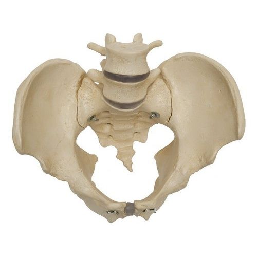 Modelo anatómico de esqueleto - A218 - RÜDIGER - ANATOMIE  - de pelvis / de sacro / de formación