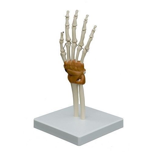 Modelo anatómico de articulación - A255 - RÜDIGER - ANATOMIE  - de mano / de formación / con columna vertebral flexible