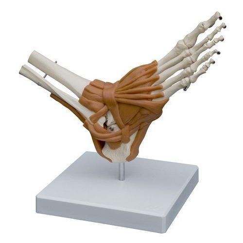 Modelo anatómico de pie - A254 - RÜDIGER - ANATOMIE  - de pierna