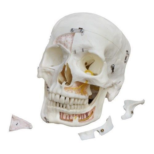 Modelo anatómico de dientes - A226 - RÜDIGER - ANATOMIE  - de hueso / de cráneo / de mandíbula