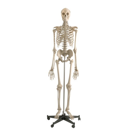 Modelo anatómico de esqueleto - A200 - RÜDIGER - ANATOMIE  - de cráneo / de mandíbula / de articulación