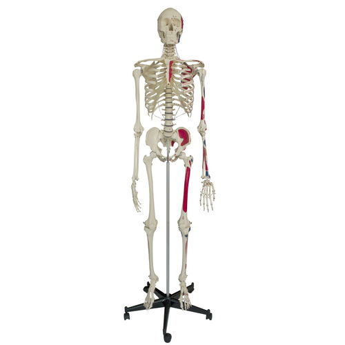 Modelo anatómico de esqueleto - A200.1 - RÜDIGER - ANATOMIE  - de cuerpo entero / de formación / con marca de los músculos