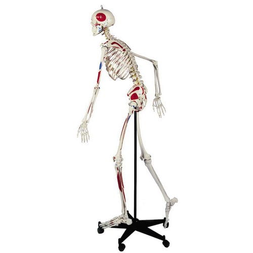 Modelo anatómico de esqueleto - A200.3 - RÜDIGER - ANATOMIE  - de músculo / de cuerpo entero / de columna vertebral