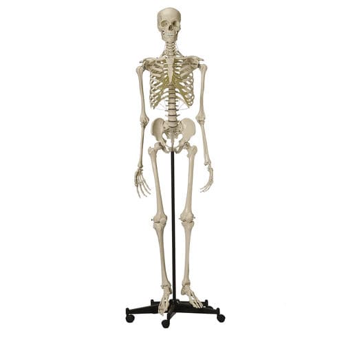 Modelo anatómico de esqueleto - A200.4 - RÜDIGER - ANATOMIE  - de cráneo / de cuerpo entero / de formación