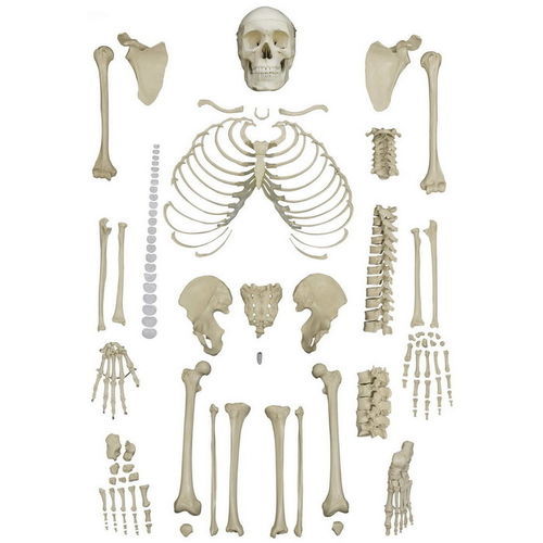 Modelo anatómico de esqueleto - A202 - RÜDIGER - ANATOMIE  - de formación / desarticulado