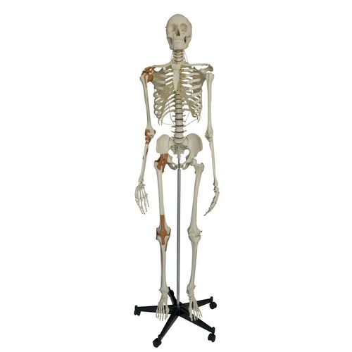 Modelo anatómico de esqueleto - A204 - RÜDIGER - ANATOMIE  - de rodilla / de cuerpo entero / de hombro