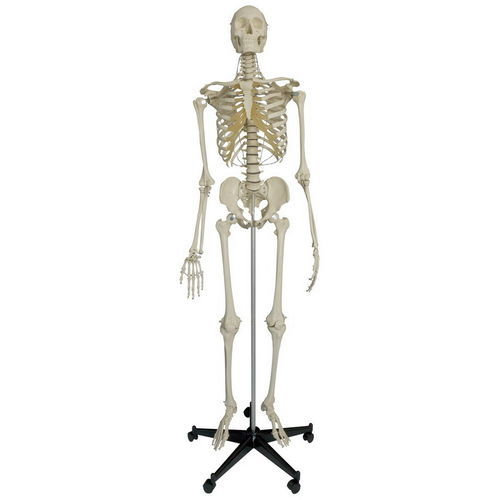 Modelo anatómico de esqueleto - A205 - RÜDIGER - ANATOMIE  - de cráneo / de articulación / de cuerpo entero