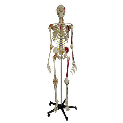 Modelo anatómico de esqueleto - A206 - RÜDIGER - ANATOMIE  - de cuerpo entero / de formación / con columna vertebral flexible