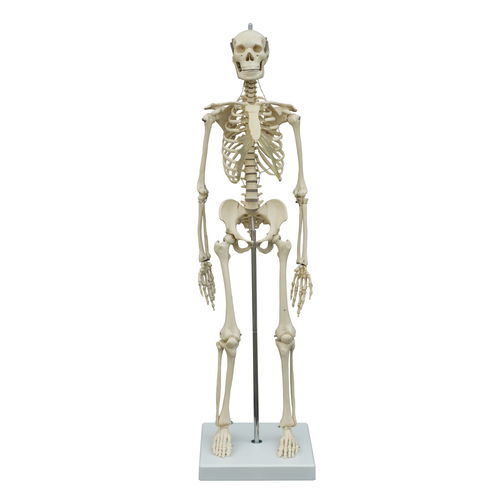 Modelo anatómico de esqueleto - MI200 - RÜDIGER - ANATOMIE  - de articulación / de cuerpo entero / de formación