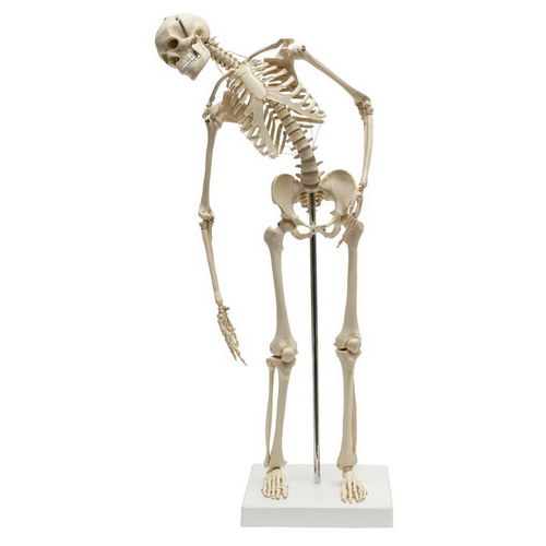 Modelo anatómico de esqueleto - MI200.2 - RÜDIGER - ANATOMIE  - de cuerpo entero / de formación / con columna vertebral flexible