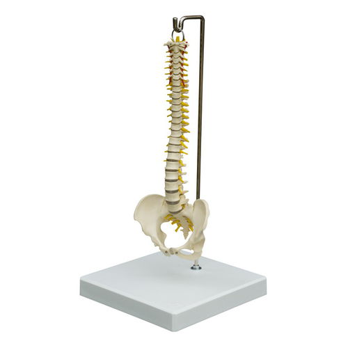 Modelo anatómico de columna vertebral - MI212 - RÜDIGER - ANATOMIE  - de nervio / de formación / flexible