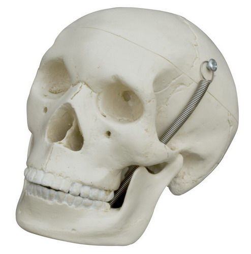 Modelo anatómico de cráneo - MI220 - RÜDIGER - ANATOMIE  - de formación / en miniatura