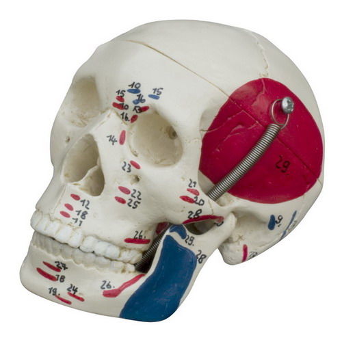Modelo anatómico de cráneo - MI221 - RÜDIGER - ANATOMIE  - de formación / rojo / azul
