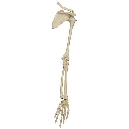 Modelo anatómico de esqueleto - MI230 - RÜDIGER - ANATOMIE  - de omóplato / de brazo / de formación