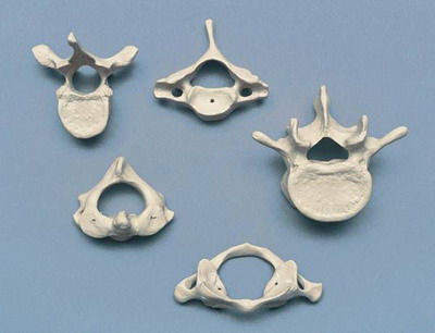 Modelo anatómico de vértebras cervicales - A213.1 - RÜDIGER - ANATOMIE  - de formación