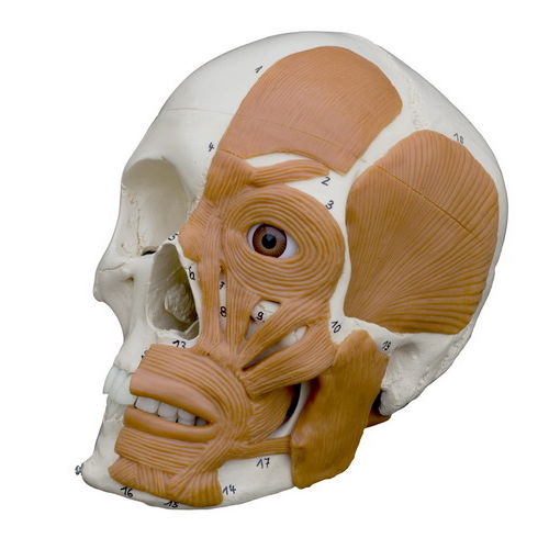 Modelo anatómico de hueso - A263 - RÜDIGER - ANATOMIE  - de cráneo / de formación / con musculatura