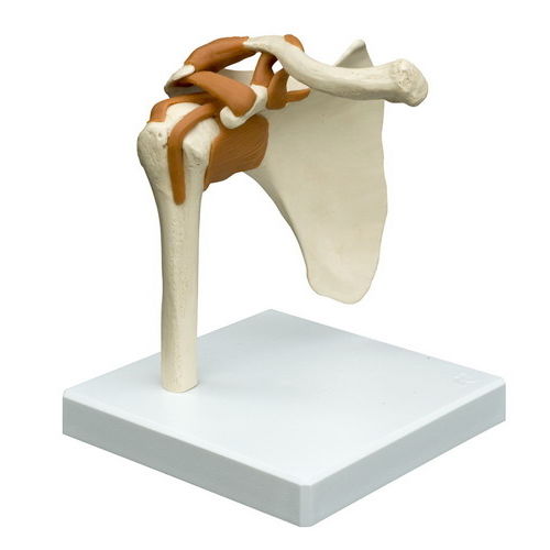 Modelo anatómico de articulación - A250 - RÜDIGER - ANATOMIE  - de hombro / de formación