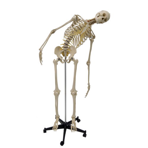 Modelo anatómico de esqueleto - A200.2 - RÜDIGER - ANATOMIE  - de cráneo / de mandíbula / de articulación