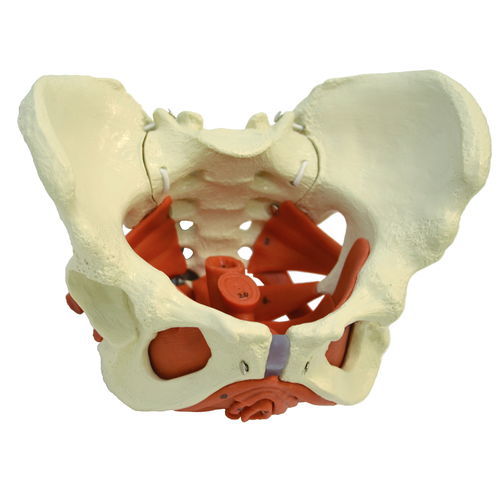 Modelo anatómico de pelvis - A276 - RÜDIGER - ANATOMIE  - de formación / femenino / flexible