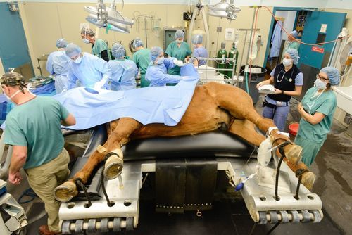 Láser de fotoestimulación veterinaria para animales grandes - GIGAALASER - para équidos / para caballos / para la rehabilitación