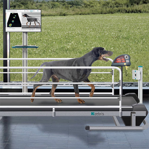 Sistema de análisis de marcha - CanidGait® - zebris Medical - veterinario / automático