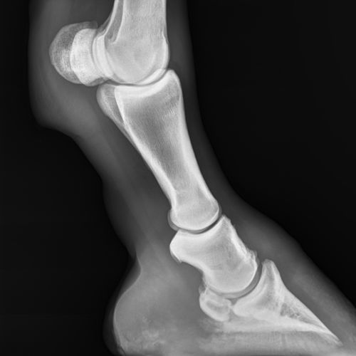 Módulo de software veterinario - SmartRotate™ - AGFA - para équidos / para imagen veterinaria / de diagnóstico