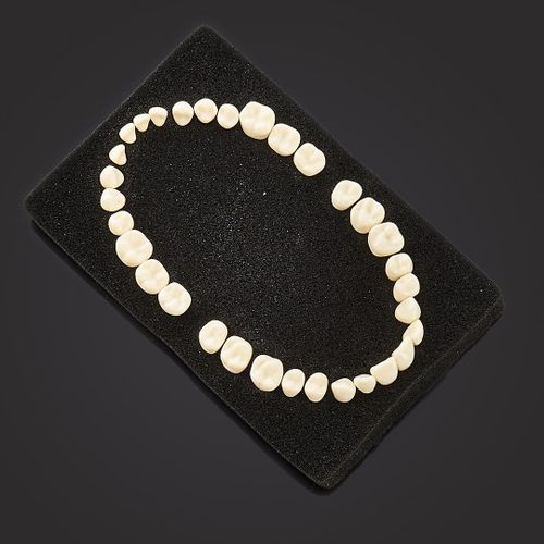Modelo anatómico de dientes - 3408 - BILKIM CO. LTD. - de formación