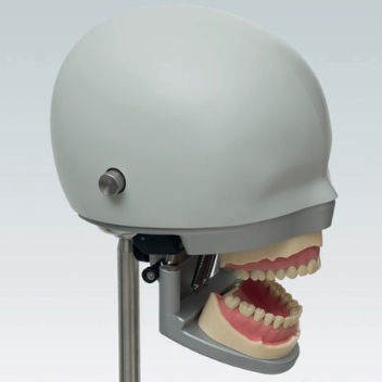 Maniquí de prácticas para cuidados dentales - P-6/5 - frasaco - de cabeza