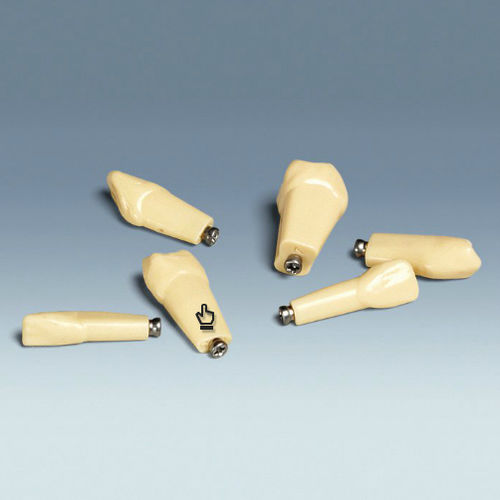 Modelo anatómico de dientes - ANKA-4 Z - frasaco - de formación