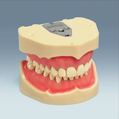 Modelo anatómico de dentadura - ANA-4 - frasaco - de formación