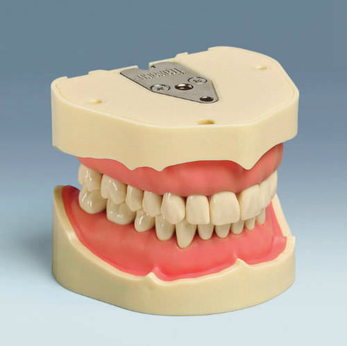 Modelo anatómico de dentadura - ANA-4 V - frasaco - de formación