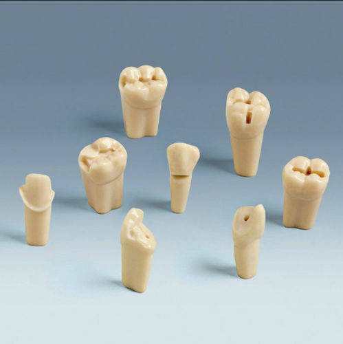 Modelo anatómico de dientes - ANA-4 ZP - frasaco - de formación