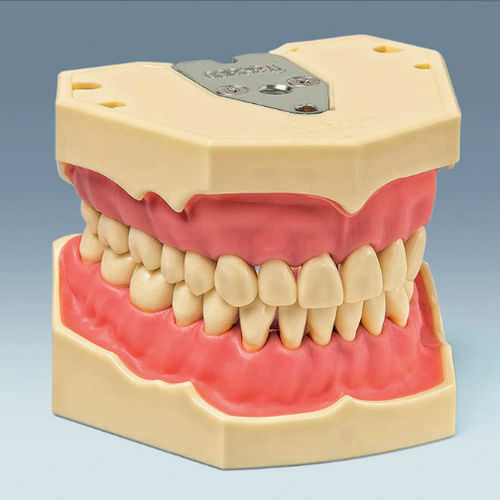 Modelo anatómico de dentadura - AG-3 - frasaco - de formación