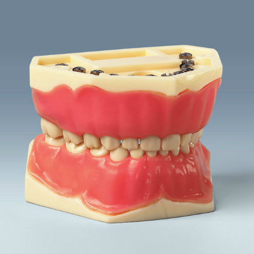 Modelo anatómico de dentadura - AK-6/2 - frasaco - de formación / infantil