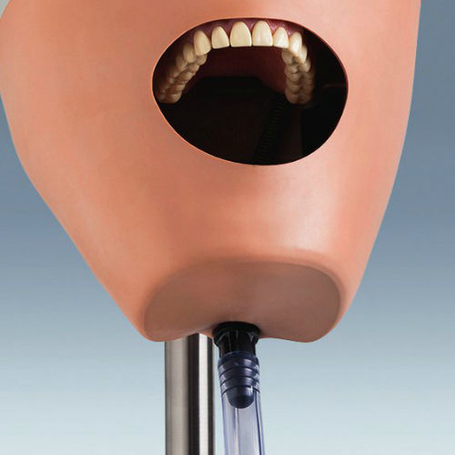 Maniquí de prácticas para cuidados dentales - P-6 GM1L - frasaco - de cabeza