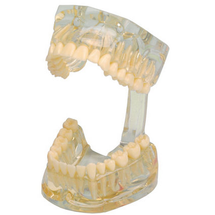 Modelo anatómico de dentadura - 355641 - Hager & Werken - de demostración / transparente