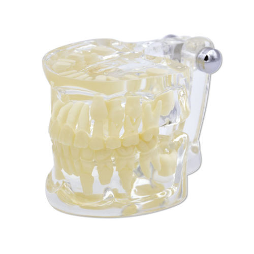 Modelo anatómico de mandíbula - 355651 - Hager & Werken - de dientes / de demostración / infantil