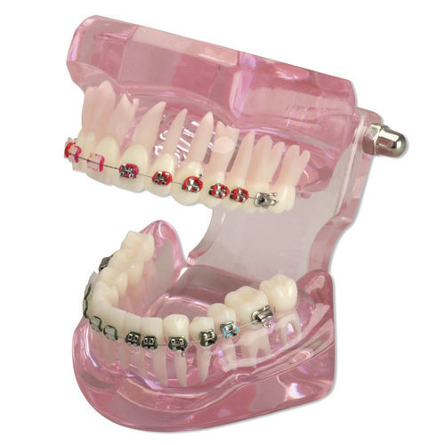 Modelo anatómico de dentadura - 355645 - Hager & Werken - para ortodoncia / de demostración / de plástico