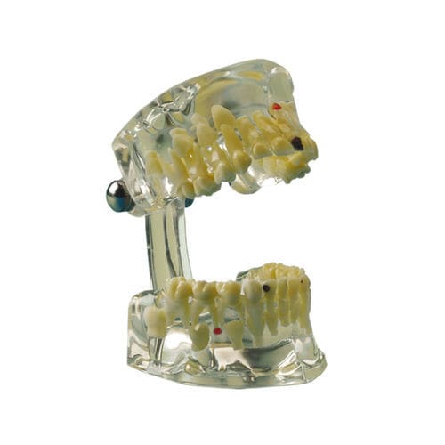 Modelo anatómico de mandíbula - 355643 - Hager & Werken - de dientes / para odontología / de maxilar