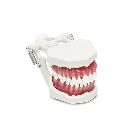 Modelo anatómico de dentadura - B22 - LARIDENT S.R.L.   - de formación