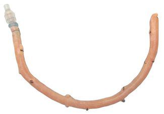 Bioprótesis vascular de arteria femoral - AngioGraft® - Lifenet Health   - vena femoral / alotrasplante