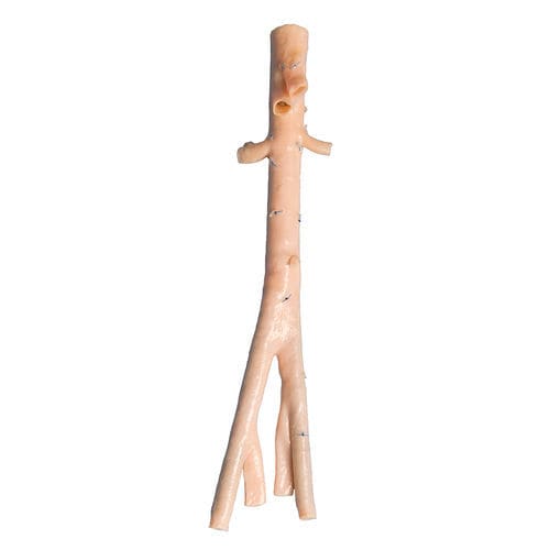 Bioprótesis vascular aorta abdominal - AngioGraft® - Lifenet Health   - arteria ilíaca / alotrasplante
