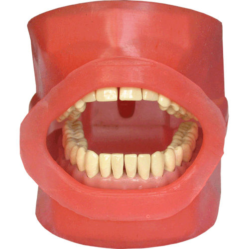 Simulador de paciente para cuidados dentales - NA01C  - Navadha Enterprises   - de boca / flexible
