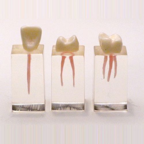 Modelo anatómico de dientes - SP010 - Navadha Enterprises   - para endodoncia / de formación