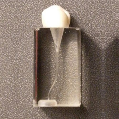 Modelo anatómico de dientes - SP011 - Navadha Enterprises   - para endodoncia / de formación / transparente