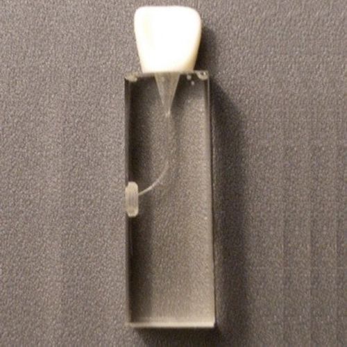 Modelo anatómico de dientes - SP012 - Navadha Enterprises   - para endodoncia / de formación / transparente