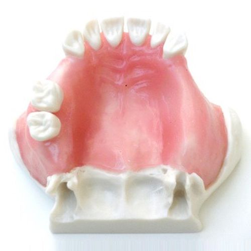 Modelo anatómico de mandíbula - SP044 - Navadha Enterprises   - para odontología / de formación / para elevación del seno