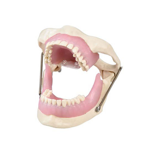 Modelo anatómico de mandíbula - SP015 - Navadha Enterprises   - de mandíbula / de dentadura / para cirugía dental