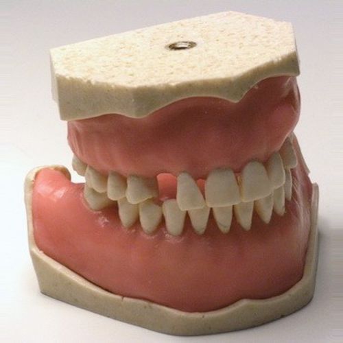 Modelo anatómico de mandíbula - SP004 - Navadha Enterprises   - de dentadura / de cirugía / de formación